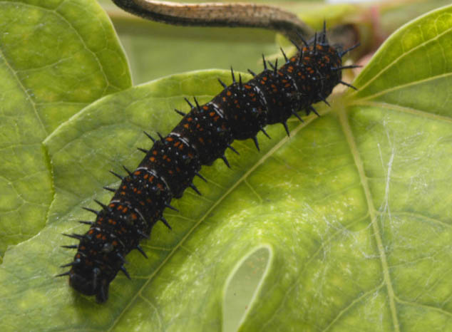 Worm in a passiflora leave, that use as food. Photo by Jaime Leonardo, FLAAR office, Guatemala, Guatemala